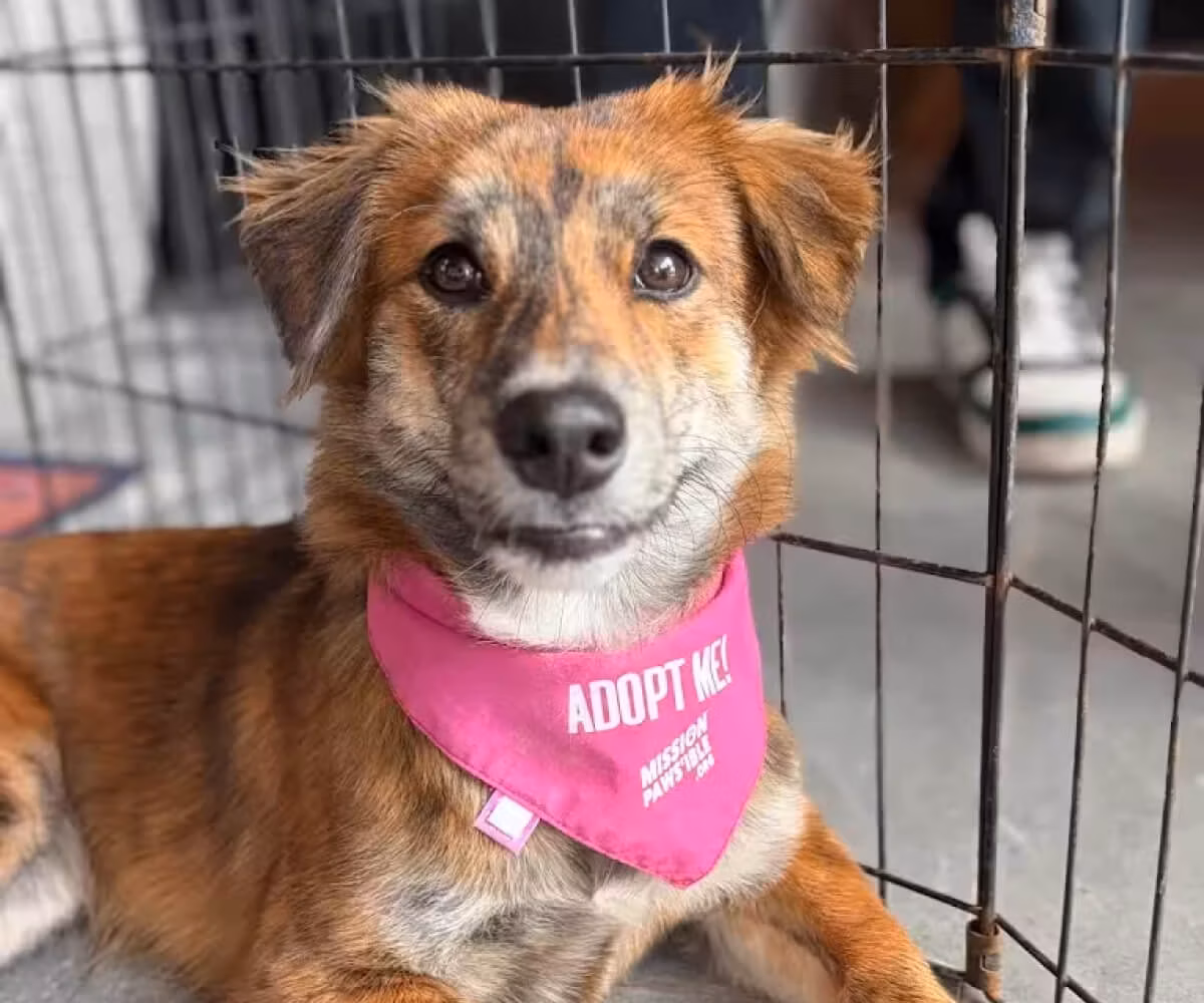 Mission Pawsible Adoption Event